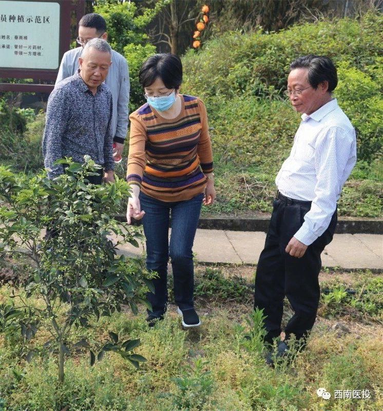 黃露董事長視察天植中藥枳殼(枳實)基地